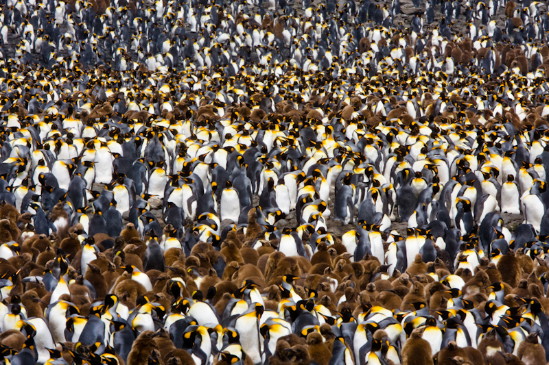 King Penguin Colony